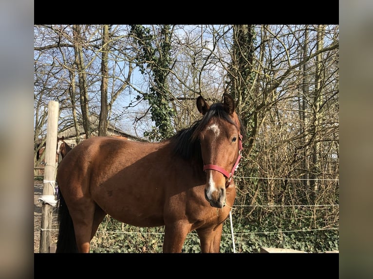 Hanovrien Hongre 3 Ans 167 cm Bai in Edemissen