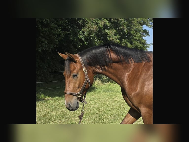 Hanovrien Hongre 3 Ans 167 cm Bai in Edemissen