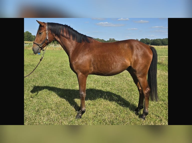 Hanovrien Hongre 3 Ans 167 cm Bai in Edemissen