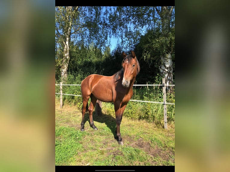Hanovrien Hongre 3 Ans 167 cm Bai in Edemissen