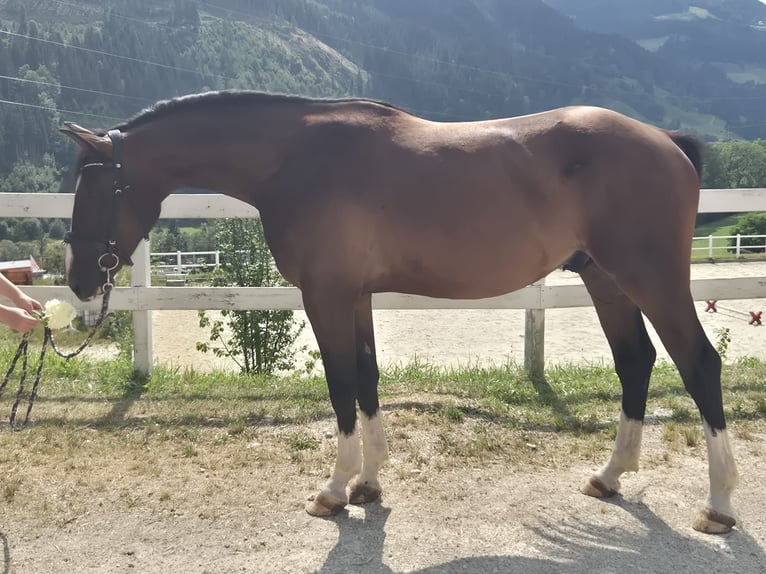 Hanovrien Hongre 3 Ans 167 cm Bai in Schladming