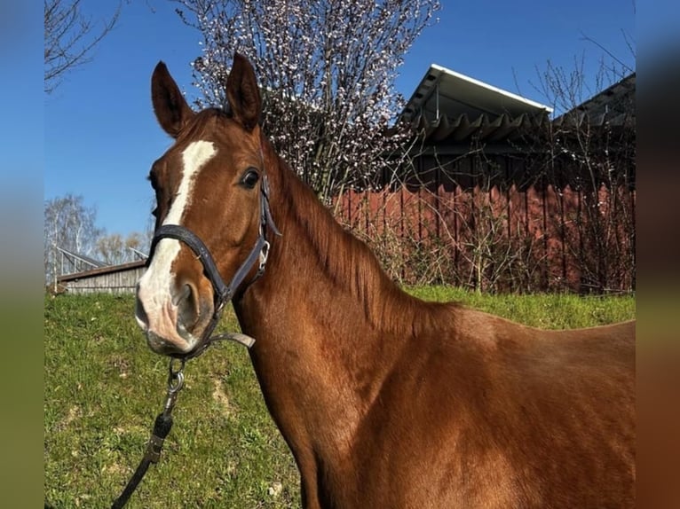 Hanovrien Hongre 3 Ans 168 cm Alezan brûlé in Schee&#xDF;el