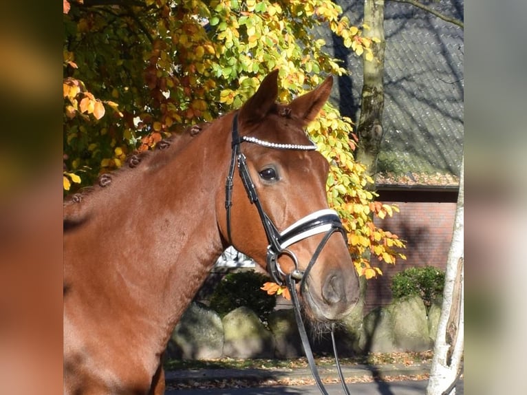 Hanovrien Hongre 3 Ans 168 cm Alezan in Fredenbeck