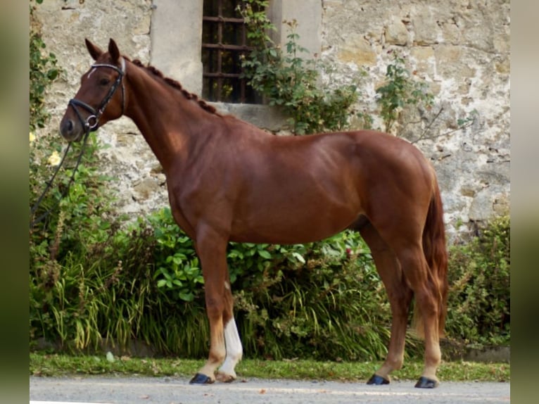 Hanovrien Hongre 3 Ans 168 cm Alezan in Rosdorf