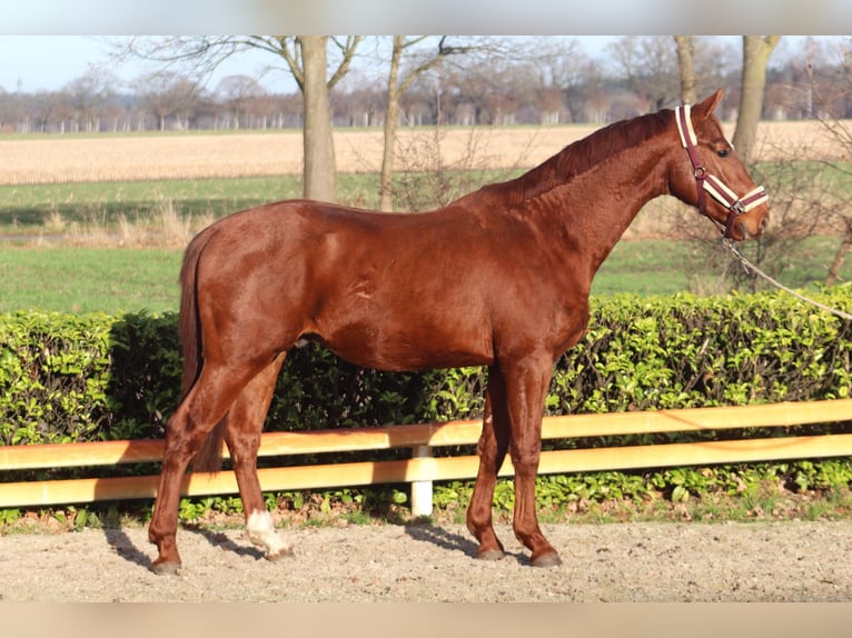 Hanovrien Hongre 3 Ans 168 cm Alezan in Reeßum