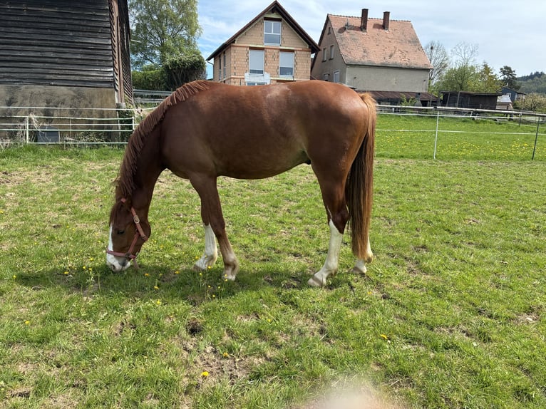Hanovrien Hongre 3 Ans 168 cm Alezan in Lohra