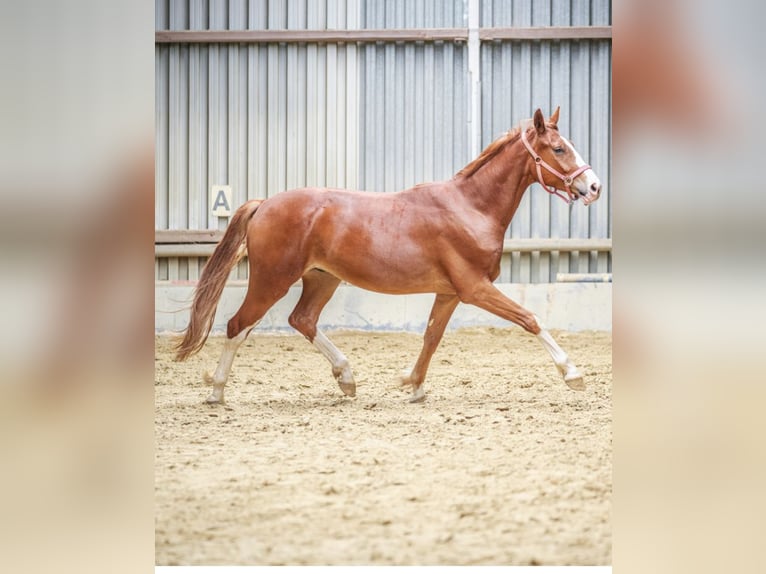 Hanovrien Hongre 3 Ans 168 cm Alezan in Wilnsdorf
