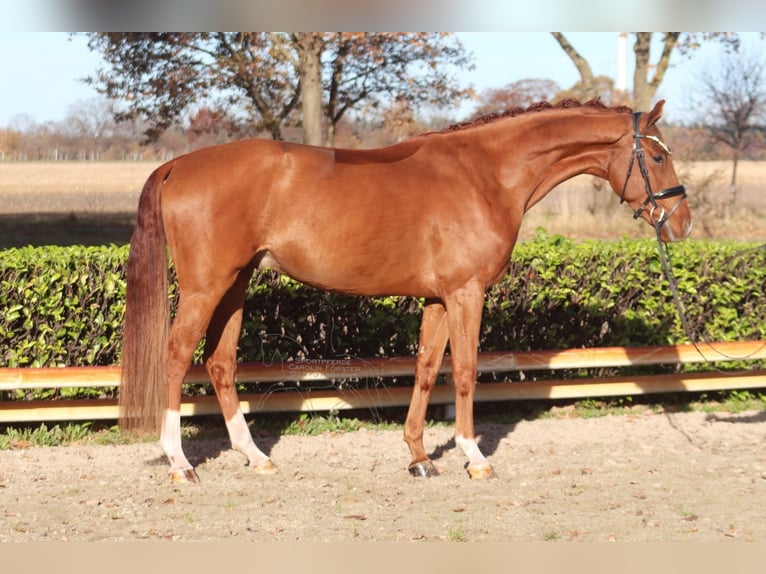 Hanovrien Hongre 3 Ans 168 cm Alezan in Hassendorf