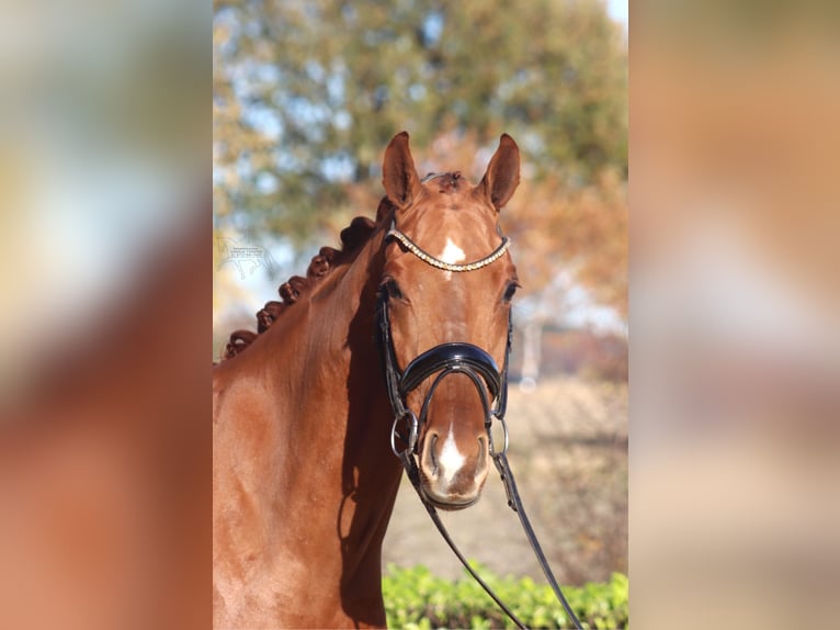 Hanovrien Hongre 3 Ans 168 cm Alezan in Hassendorf