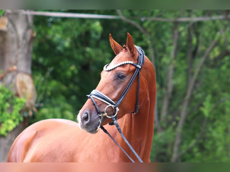 Hanovrien Hongre 3 Ans 168 cm Alezan in Ree&#xDF;um