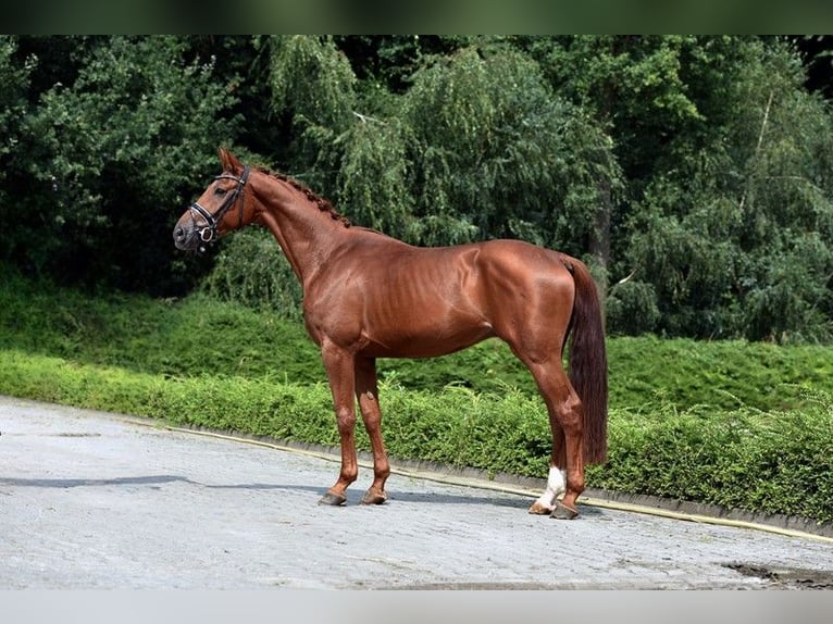 Hanovrien Hongre 3 Ans 168 cm Alezan in Visbek