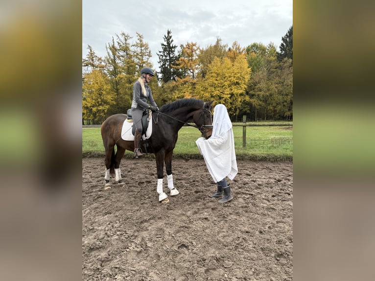 Hanovrien Hongre 3 Ans 168 cm Bai brun in Kirchlinteln