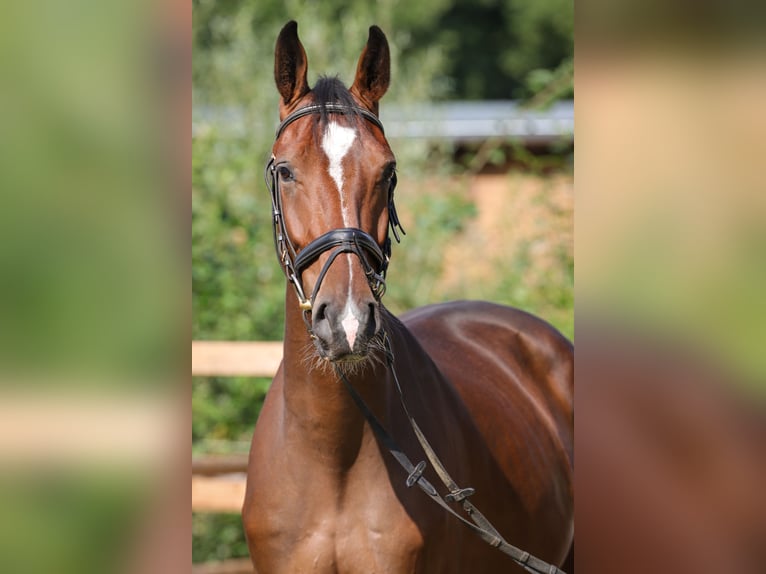 Hanovrien Hongre 3 Ans 168 cm Bai in Rickling