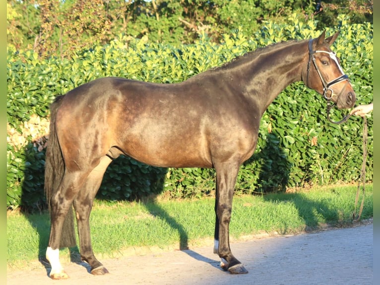 Hanovrien Hongre 3 Ans 168 cm Bai in Selsingen