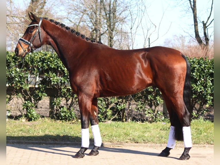 Hanovrien Hongre 3 Ans 168 cm Bai in Selsingen