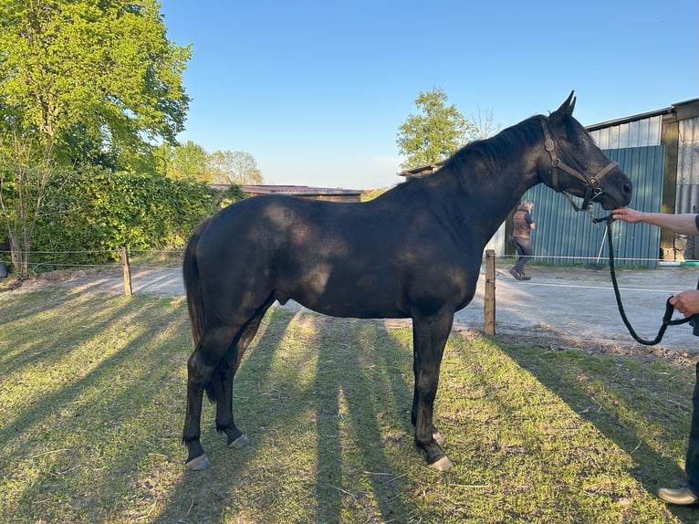 Hanovrien Hongre 3 Ans 168 cm Gris in Esens