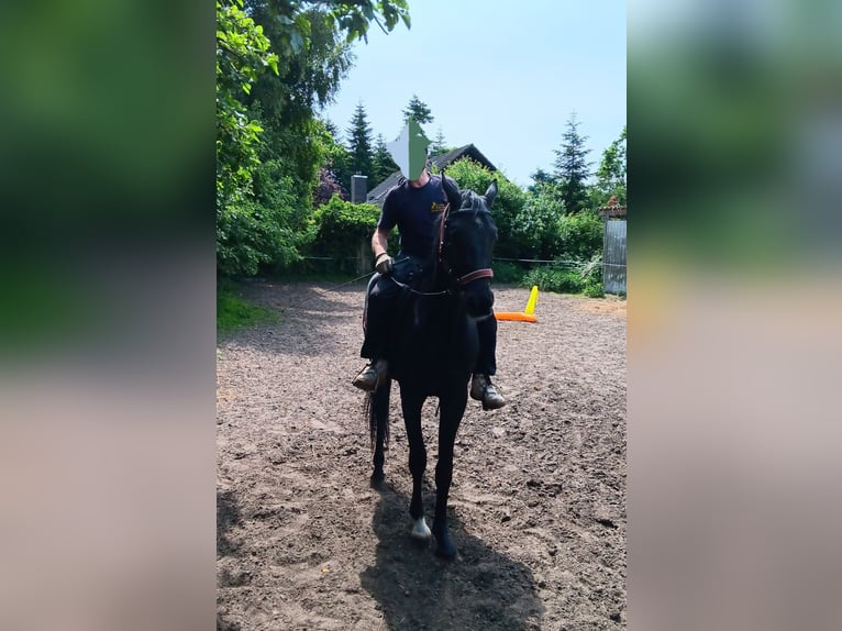 Hanovrien Hongre 3 Ans 168 cm Noir in Großenaspe