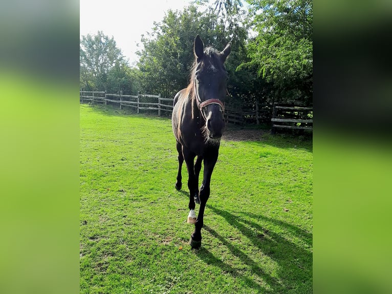 Hanovrien Hongre 3 Ans 168 cm Noir in Großenaspe