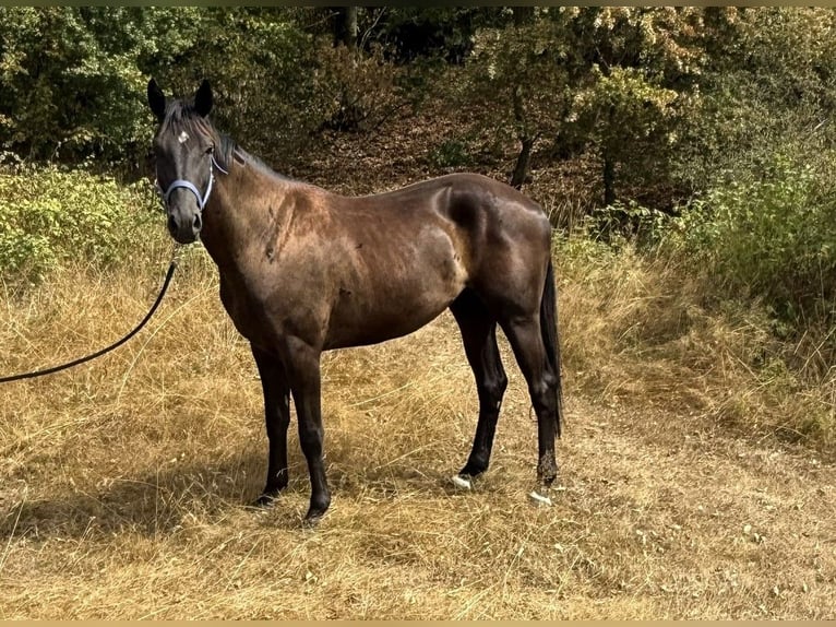 Hanovrien Hongre 3 Ans 168 cm Noir in Linnich