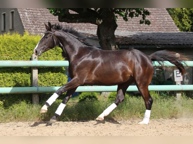 Hanovrien Hongre 3 Ans 168 cm Noir in Dahme/Mark