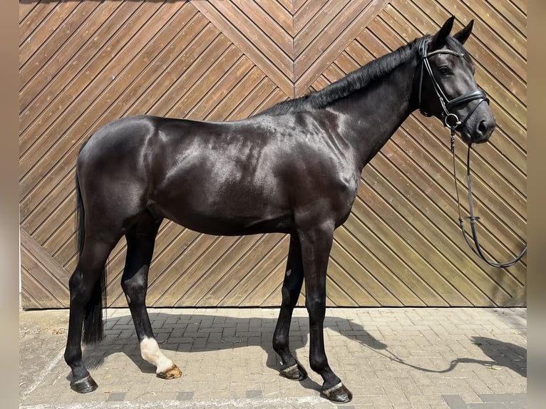 Hanovrien Hongre 3 Ans 168 cm Noir in Mettmann