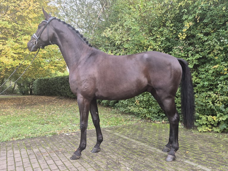 Hanovrien Hongre 3 Ans 168 cm Noir in Willich