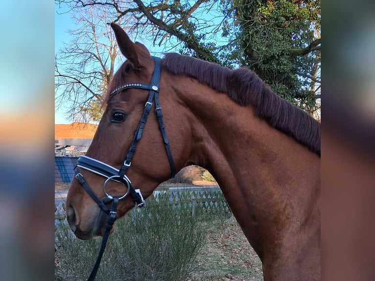 Hanovrien Hongre 3 Ans 169 cm Alezan in Nordhorn