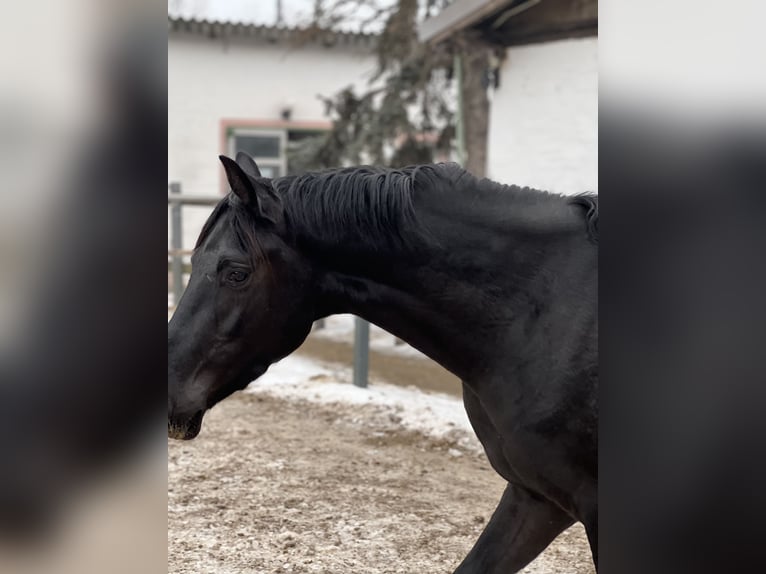 Hanovrien Hongre 3 Ans 169 cm Noir in Wien