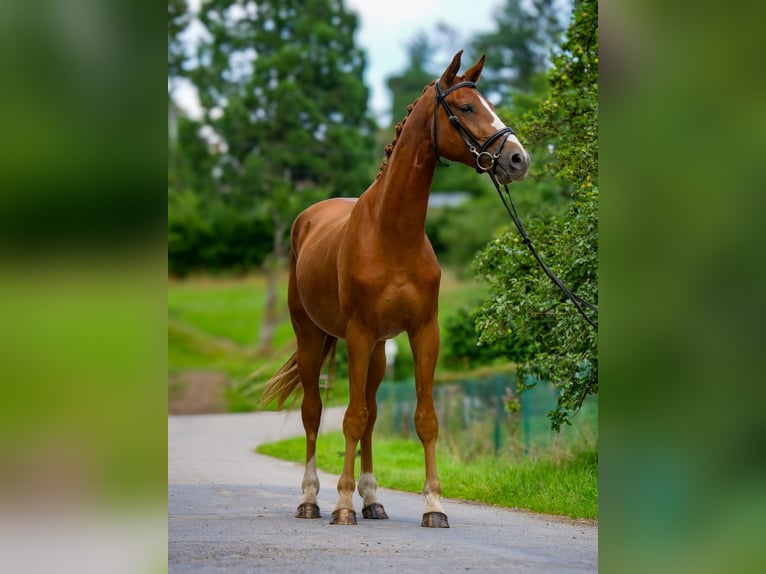 Hanovrien Hongre 3 Ans 170 cm Alezan brûlé in Trois-Ponts