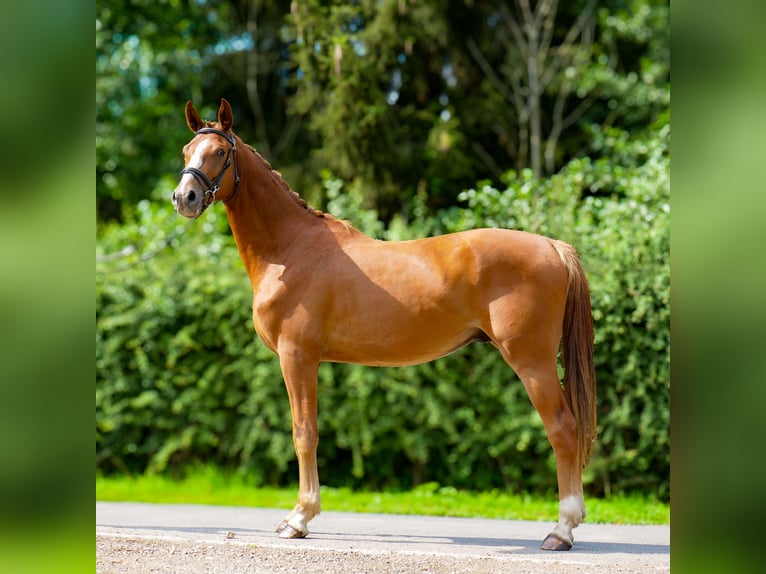 Hanovrien Hongre 3 Ans 170 cm Alezan brûlé in Trois-Ponts