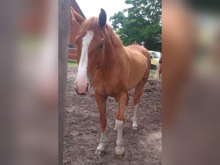 Hanovrien Hongre 3 Ans 170 cm Alezan in Trebel