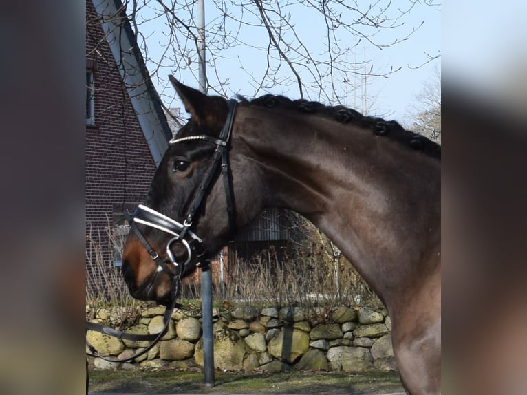 Hanovrien Hongre 3 Ans 170 cm Bai brun in Fredenbeck