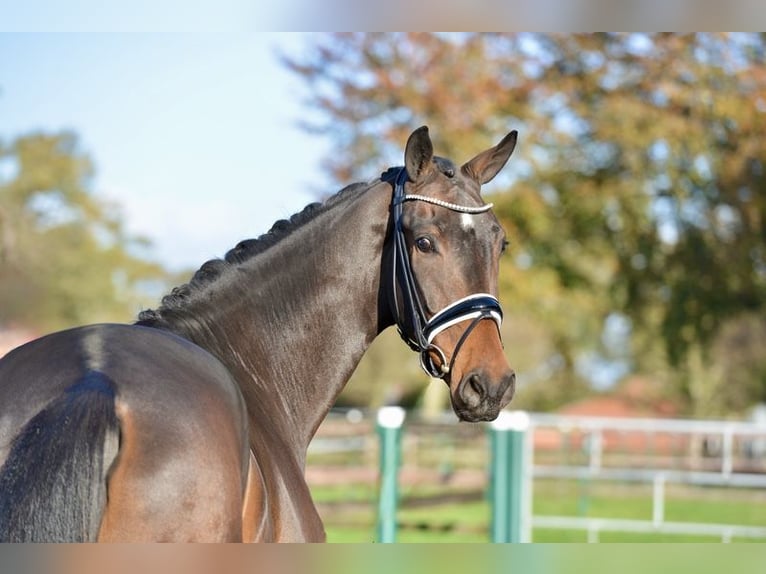 Hanovrien Hongre 3 Ans 170 cm Bai brun in Vechta