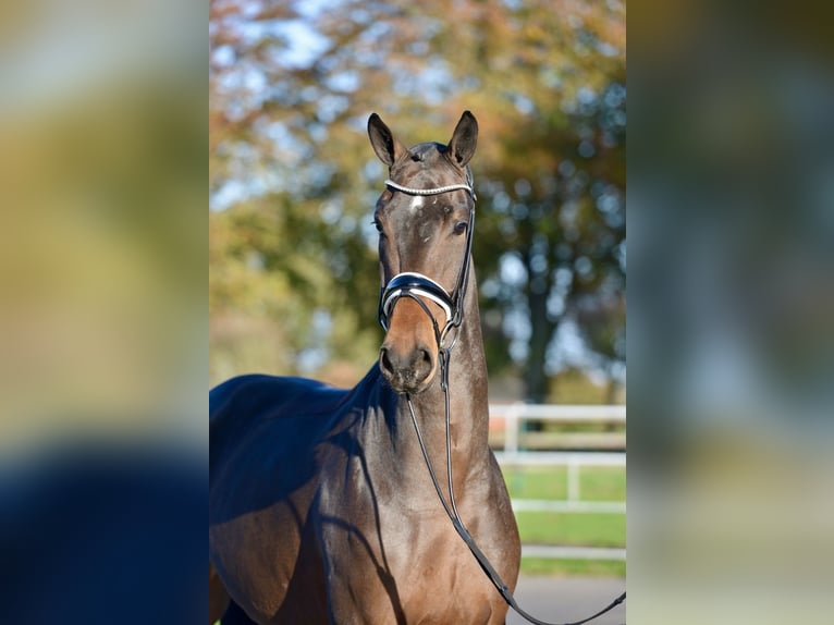 Hanovrien Hongre 3 Ans 170 cm Bai brun in Vechta