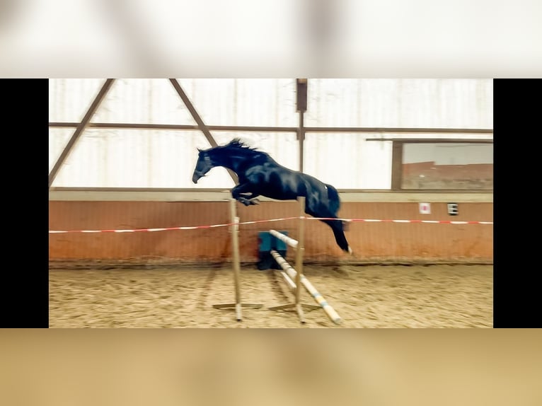 Hanovrien Hongre 3 Ans 170 cm Bai brun foncé in Worms