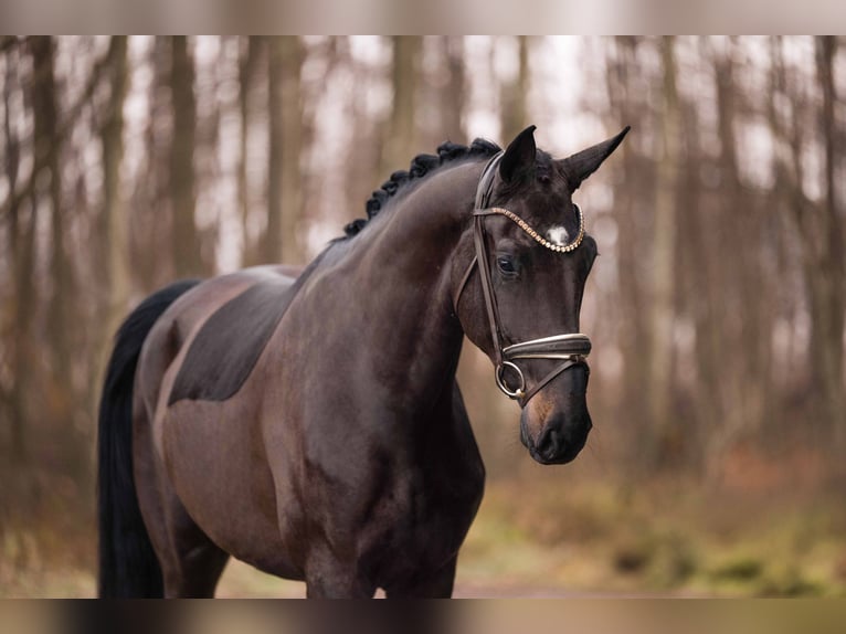 Hanovrien Hongre 3 Ans 170 cm Bai brun foncé in Wehringen