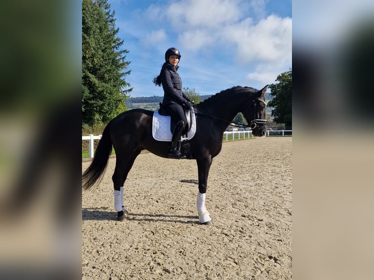 Hanovrien Hongre 3 Ans 170 cm Bai brun foncé in Hermetschwil-Staffeln