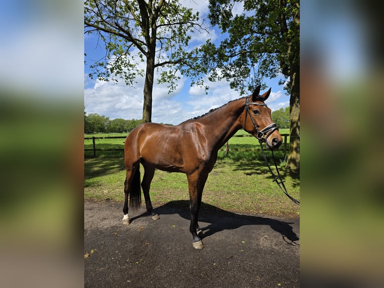 Hanovrien Hongre 3 Ans 170 cm Bai in Winkelsett