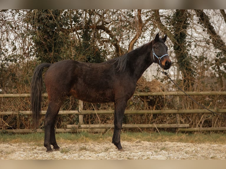 Hanovrien Hongre 3 Ans 170 cm Bai in Moers