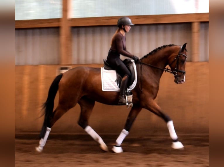 Hanovrien Hongre 3 Ans 170 cm Bai in Fredenbeck