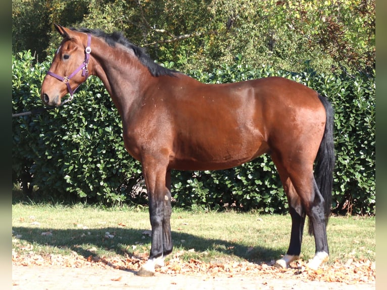 Hanovrien Hongre 3 Ans 170 cm Bai in Selsingen