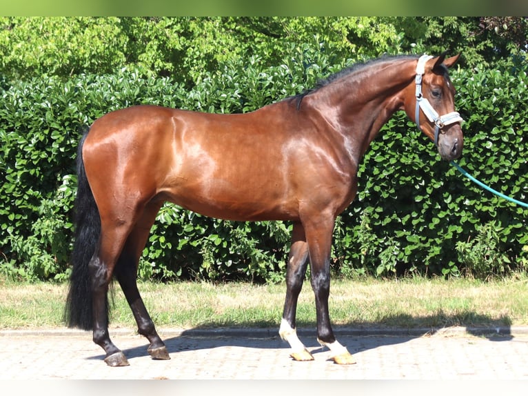Hanovrien Hongre 3 Ans 170 cm Bai in Selsingen