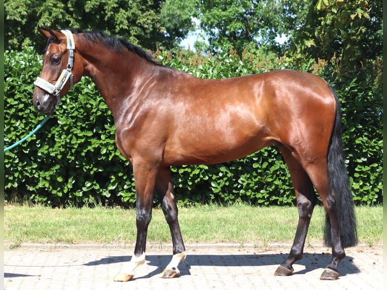 Hanovrien Hongre 3 Ans 170 cm Bai in Selsingen