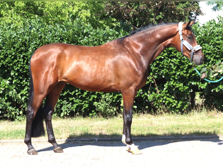 Hanovrien Hongre 3 Ans 170 cm Bai in Selsingen