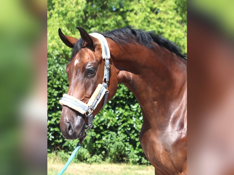 Hanovrien Hongre 3 Ans 170 cm Bai in Selsingen