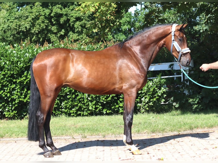 Hanovrien Hongre 3 Ans 170 cm Bai in Selsingen