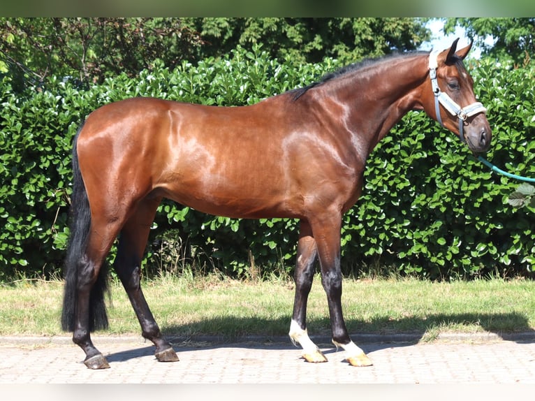 Hanovrien Hongre 3 Ans 170 cm Bai in Selsingen