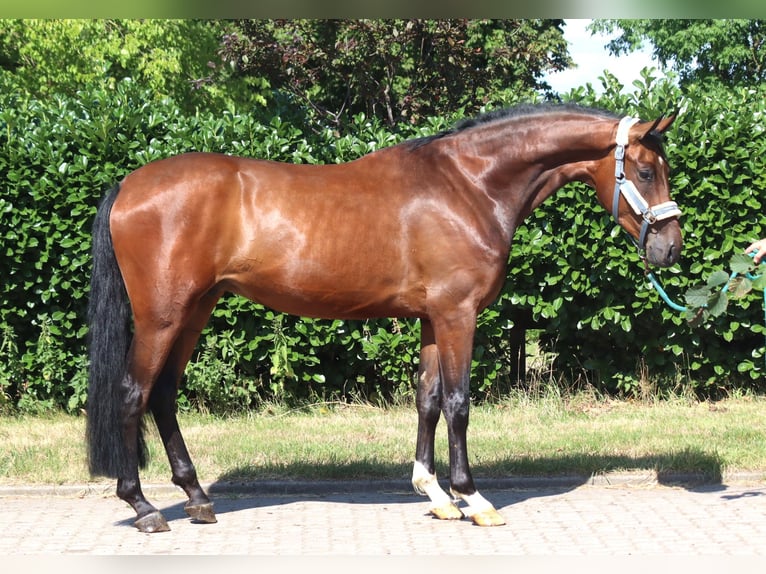 Hanovrien Hongre 3 Ans 170 cm Bai in Selsingen