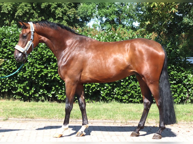 Hanovrien Hongre 3 Ans 170 cm Bai in Selsingen