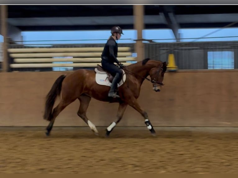 Hanovrien Hongre 3 Ans 170 cm Bai in Oerel